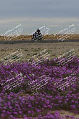 media/Jan-14-2023-SoCal Trackdays (Sat) [[497694156f]]/Turn 14 Exit Bloomig (145pm)/